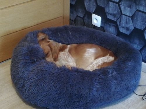 Customer photo review of Lit Apaisant Comfy® |  Pour Chien et Chat