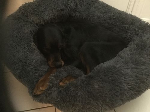Customer photo review of Lit Apaisant Comfy® |  Pour Chien et Chat