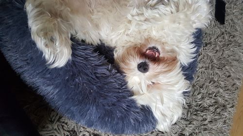 Customer photo review of Lit Apaisant Comfy® |  Pour Chien et Chat