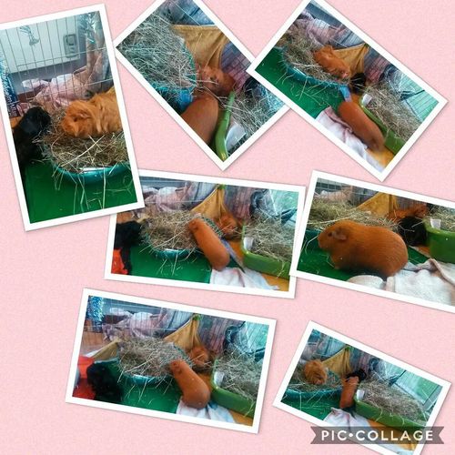 Customer photo review of Meadow Hay Box