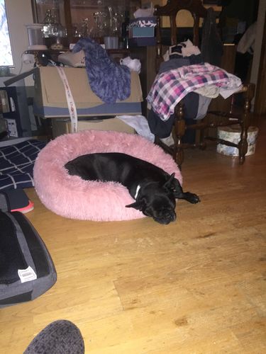 Customer photo review of Lit Apaisant Comfy® |  Pour Chien et Chat