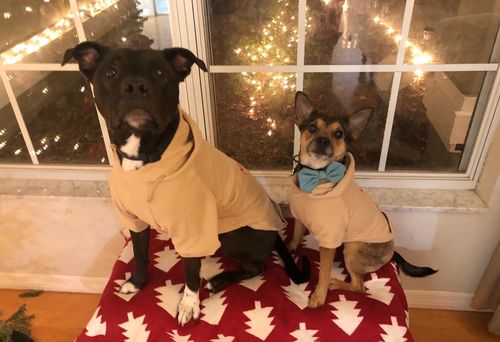 Customer photo review of Custom DOG hoodies