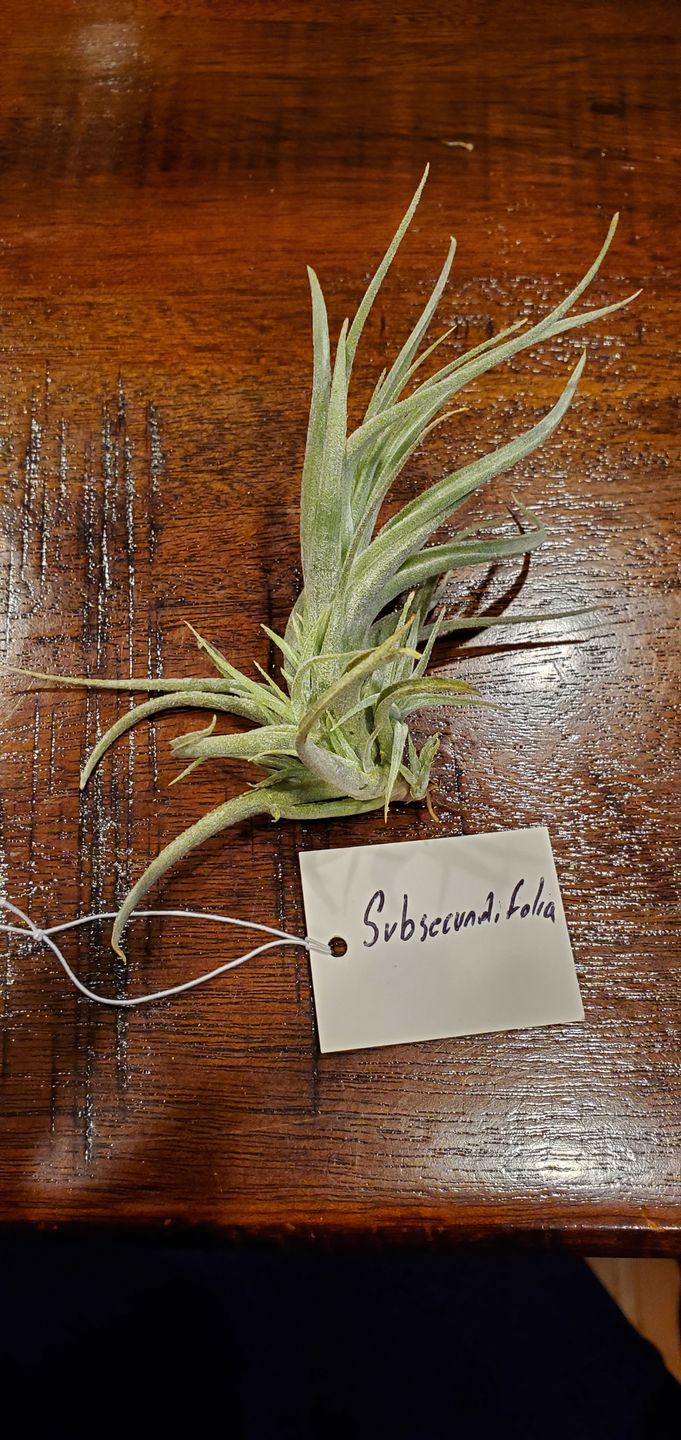 Customer photo review of Subsecundifolia  (Formerly Recurvifolia Var. Subsecundifolia)