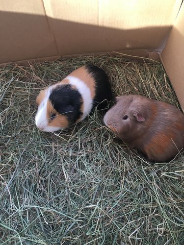 Customer photo review of Meadow Hay Box