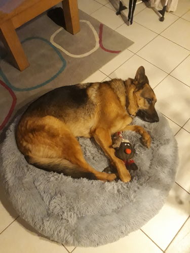 Customer photo review of Lit Apaisant Comfy® |  Pour Chien et Chat