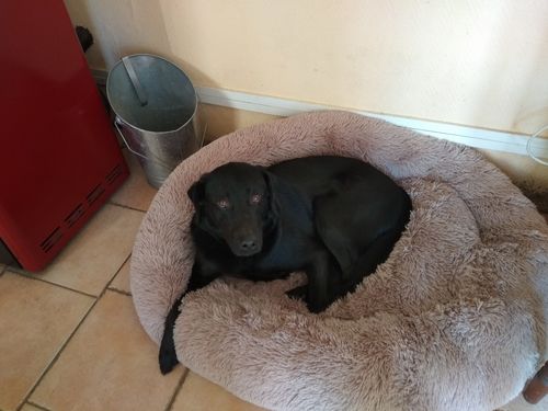 Customer photo review of Lit Apaisant Comfy® |  Pour Chien et Chat