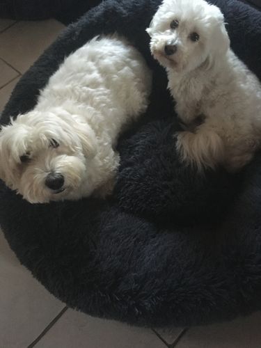 Customer photo review of Lit Apaisant Comfy® |  Pour Chien et Chat