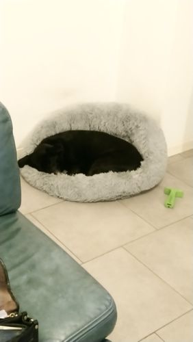Customer photo review of Lit Apaisant Comfy® |  Pour Chien et Chat
