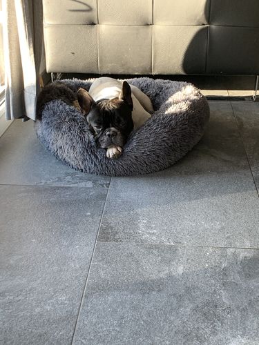 Customer photo review of Lit Apaisant Comfy® |  Pour Chien et Chat