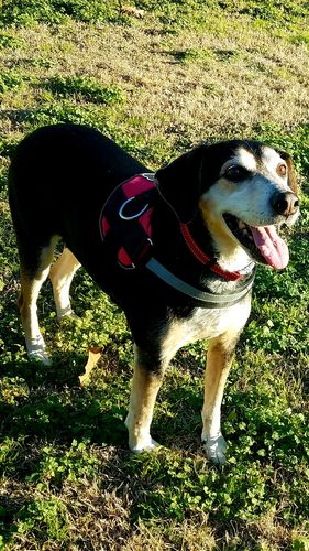 Customer photo review of World's Best Dog Harness