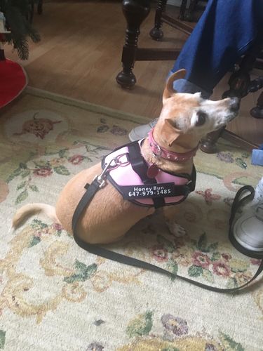 Customer photo review of Lifetime Warranty Personalized NO PULL Dog Harness (FREE Shipping)