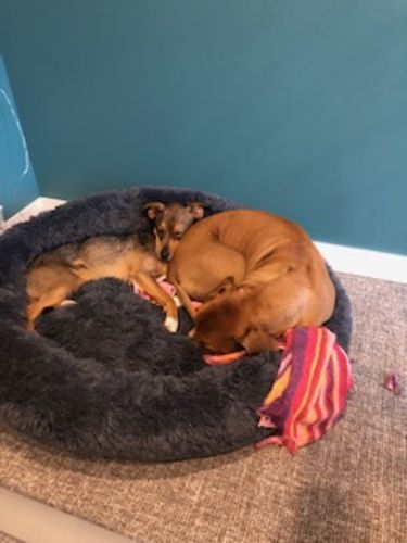 Customer photo review of Lit Apaisant Comfy® |  Pour Chien et Chat