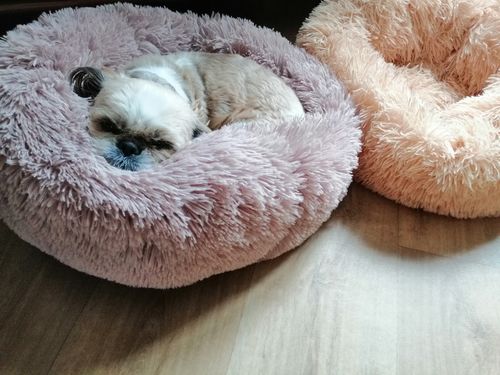 Customer photo review of Lit Apaisant Comfy® |  Pour Chien et Chat