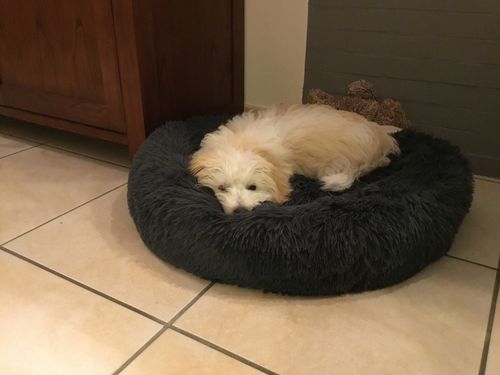 Customer photo review of Lit Apaisant Comfy® |  Pour Chien et Chat