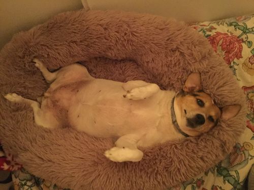 Customer photo review of Lit Apaisant Comfy® |  Pour Chien et Chat