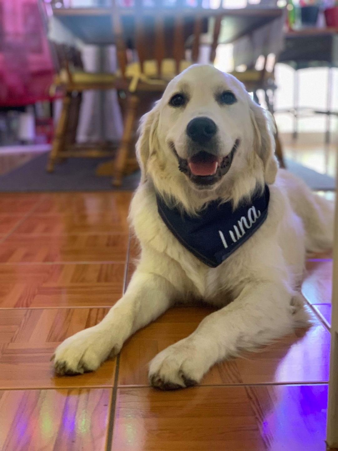 Customer photo review of Custom Text Denim Dog Bandana