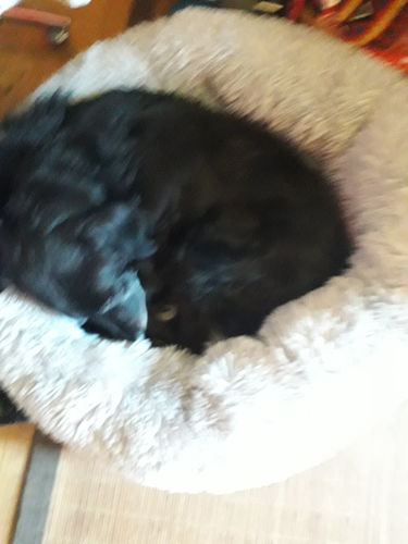 Customer photo review of Lit Apaisant Comfy® |  Pour Chien et Chat