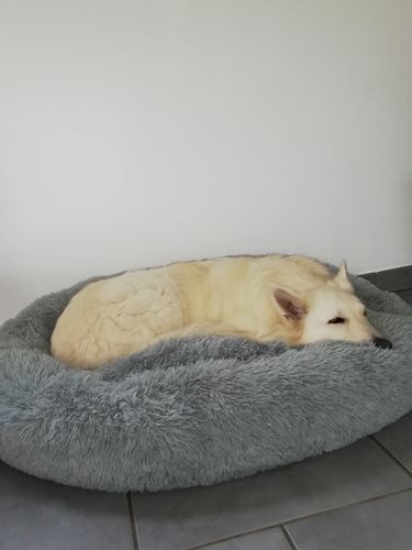 Customer photo review of Lit Apaisant Comfy® |  Pour Chien et Chat