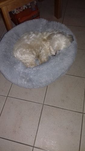 Customer photo review of Lit Apaisant Comfy® |  Pour Chien et Chat
