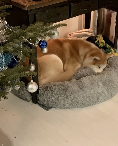 Customer photo review of Lit Apaisant Comfy® |  Pour Chien et Chat