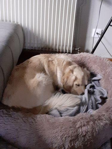 Customer photo review of Lit Apaisant Comfy® |  Pour Chien et Chat