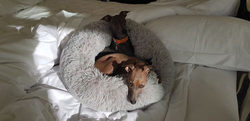 Customer photo review of Lit Apaisant Comfy® |  Pour Chien et Chat
