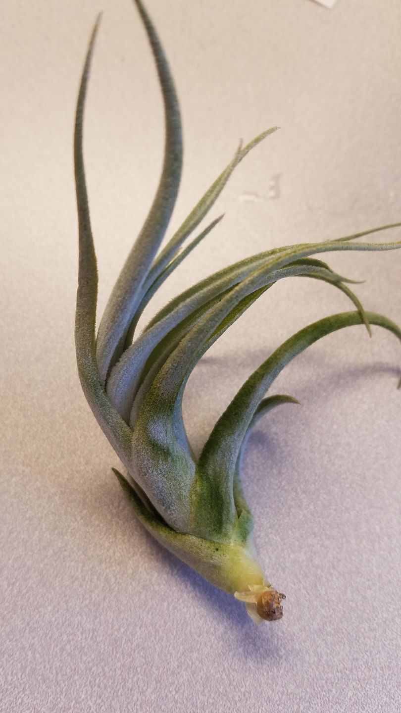 Customer photo review of Subsecundifolia  (Formerly Recurvifolia Var. Subsecundifolia)