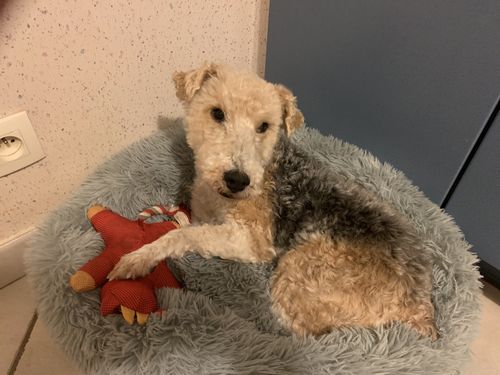 Customer photo review of Lit Apaisant Comfy® |  Pour Chien et Chat