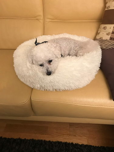 Customer photo review of Lit Apaisant Comfy® |  Pour Chien et Chat