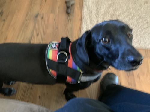 Customer photo review of Dog Seat Belt Harness