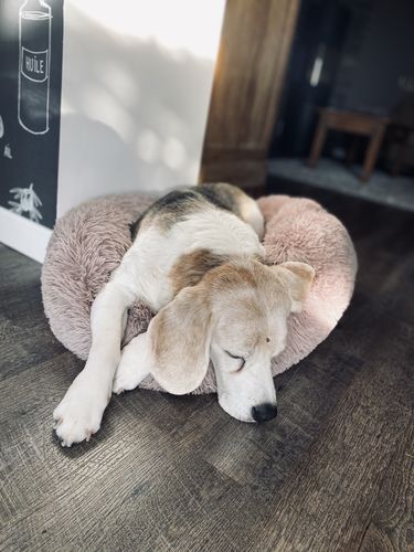 Customer photo review of Lit Apaisant Comfy® |  Pour Chien et Chat