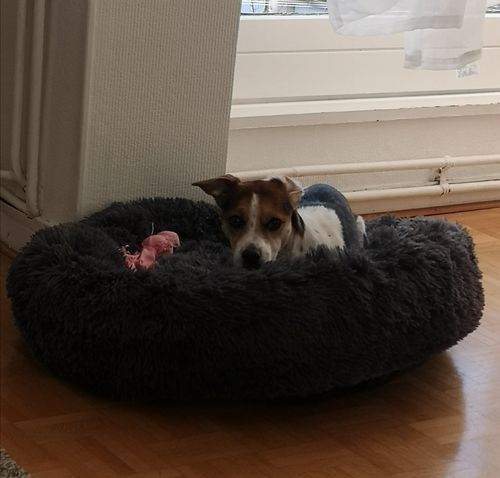 Customer photo review of Lit Apaisant Comfy® |  Pour Chien et Chat