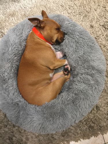Customer photo review of Lit Apaisant Comfy® |  Pour Chien et Chat