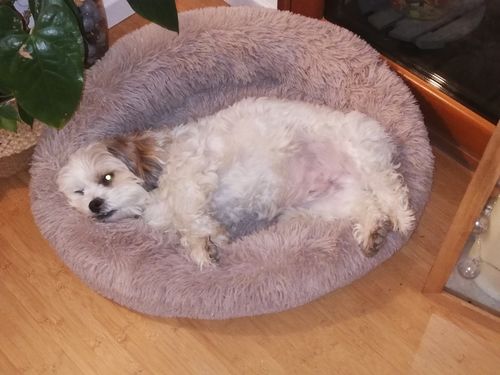 Customer photo review of Lit Apaisant Comfy® |  Pour Chien et Chat