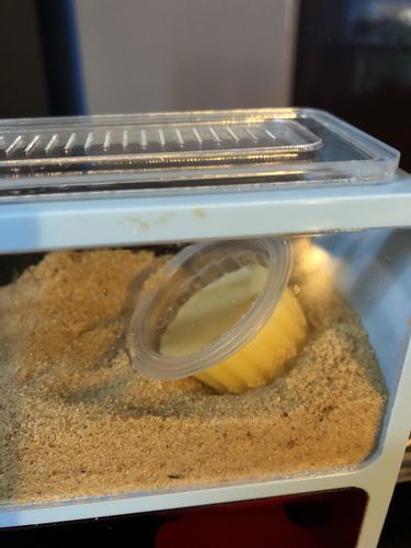 Customer photo review of Protein Jelly 16g (Random Flavour)