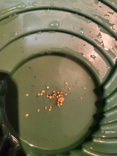 Customer photo review of Goldn Paydirt 'EUREKA' Panning Pay Dirt Bag Gold Paydirt Panning Unsearched