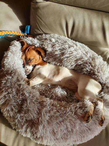 Customer photo review of Lit Apaisant Comfy® |  Pour Chien et Chat