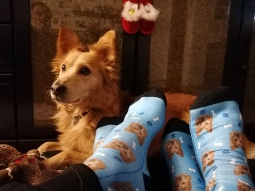 Customer photo review of Nogavice s tvojim psom