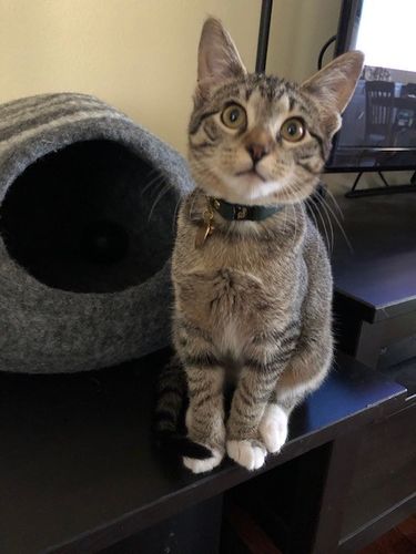 Customer photo review of 'Emerald' Green Leather Small Kitten Collar