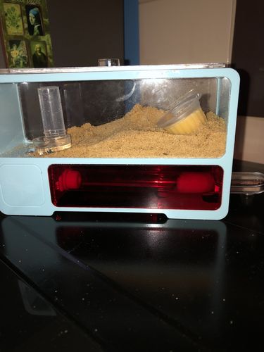 Customer photo review of AntKit AntHome Test Tube Formicarium