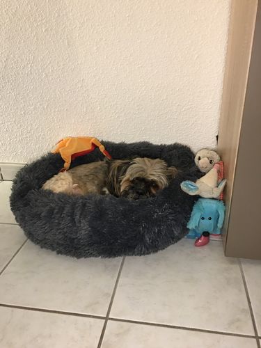 Customer photo review of Lit Apaisant Comfy® |  Pour Chien et Chat
