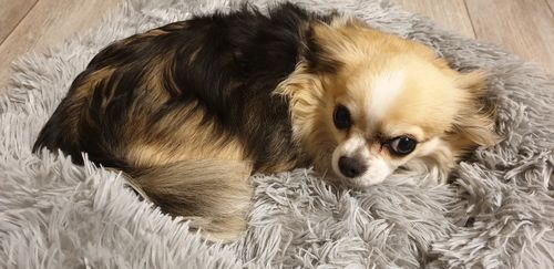 Customer photo review of Lit Apaisant Comfy® |  Pour Chien et Chat
