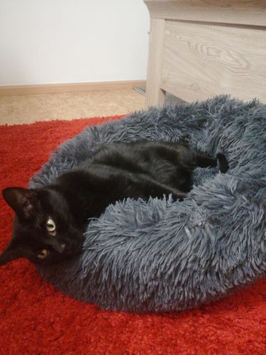 Customer photo review of Lit Apaisant Comfy® |  Pour Chien et Chat