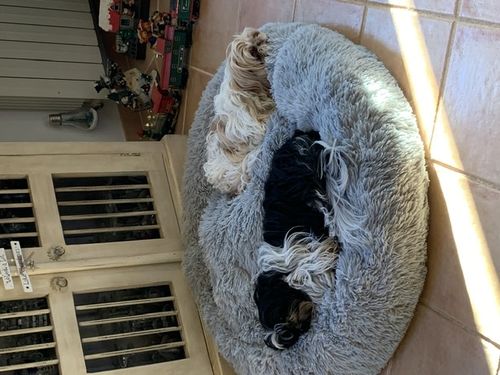 Customer photo review of Lit Apaisant Comfy® |  Pour Chien et Chat