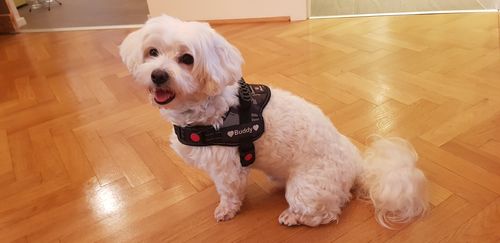 Customer photo review of Pfotenlove - Anti-Zug Personalisiertes Hundegeschirr – Premium Edition