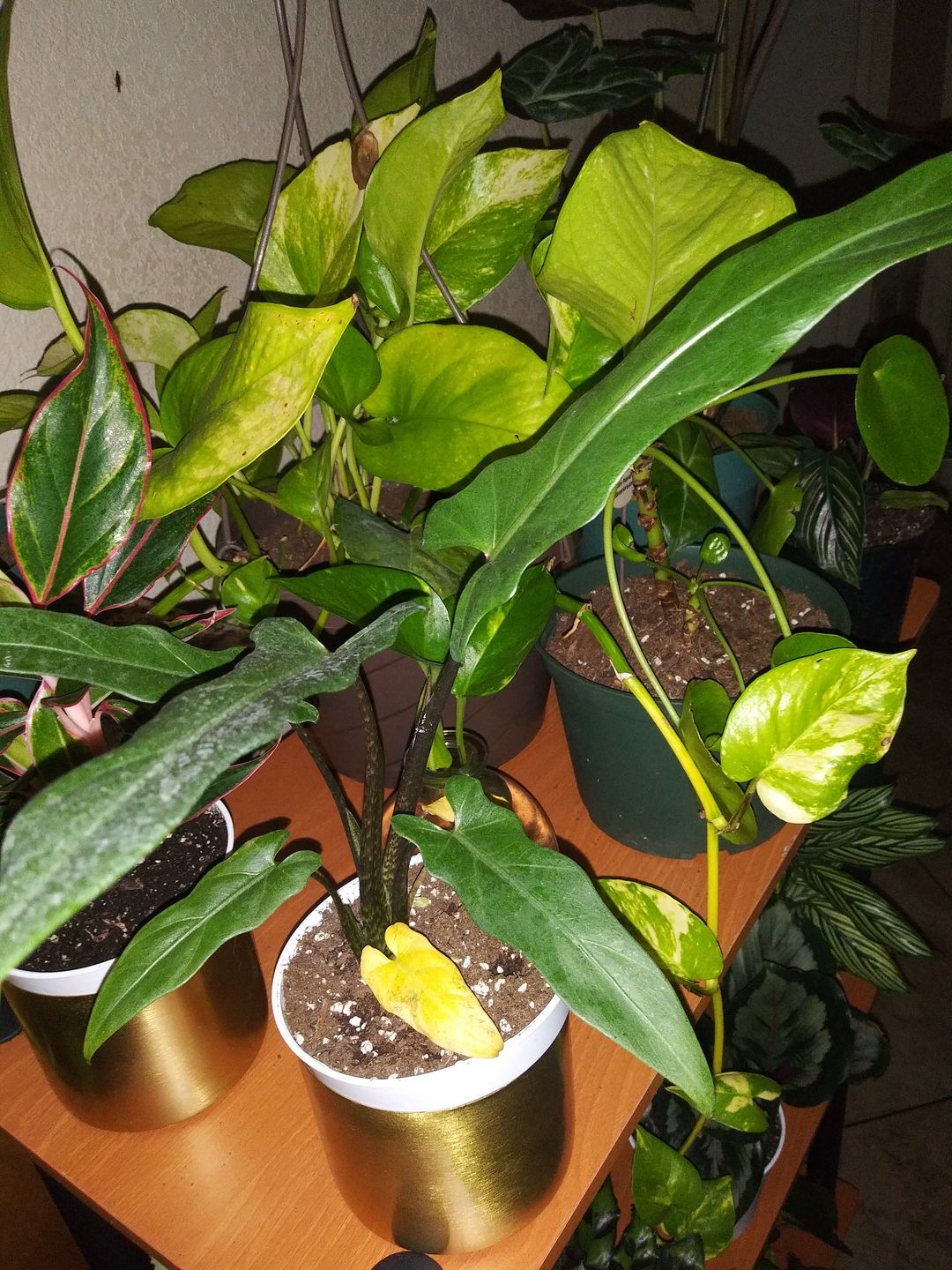 Customer photo review of 4" Alocasia Lauterbachiana