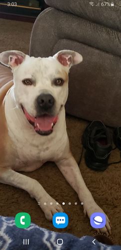 Customer photo review of Lifetime Warranty Personalized NO PULL Dog Harness (FREE Shipping)
