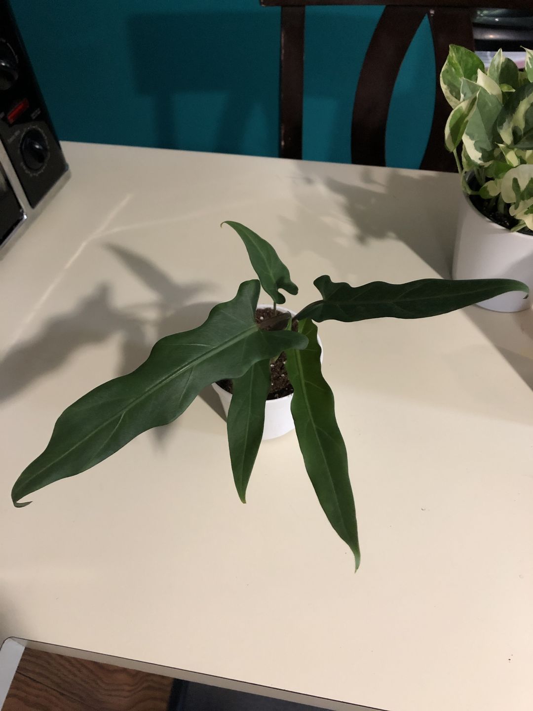 Customer photo review of 4" Alocasia Lauterbachiana