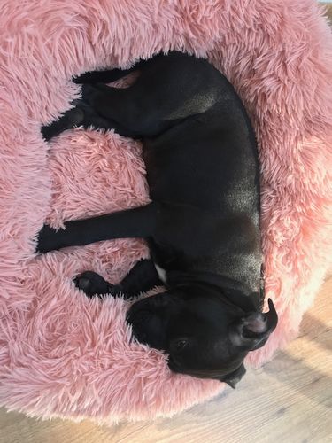 Customer photo review of Lit Apaisant Comfy® |  Pour Chien et Chat