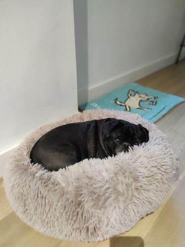 Customer photo review of Lit Apaisant Comfy® |  Pour Chien et Chat